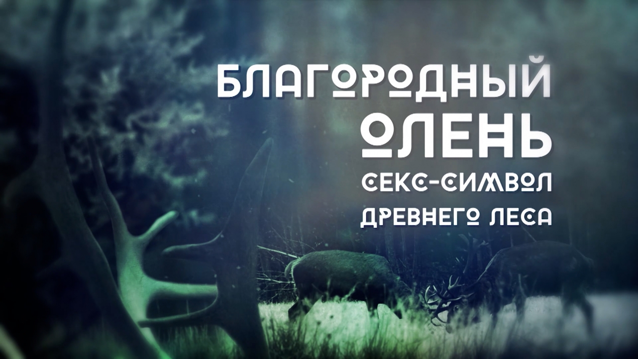 Благородный олень. Секс-символ Древнего леса. - «ГПЦ Продакшн» в Москве (РФ)